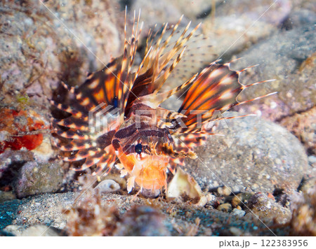 広げた羽根が美しいキリンミノ(フサカサゴ科)。静岡県伊豆半島賀茂郡南伊豆町中木ヒリゾ浜2024年 広げた羽根が美しいキリンミノ(フサカサゴ科)。静岡県伊豆半島賀茂郡南伊豆町中木ヒリゾ浜2024年 122383956