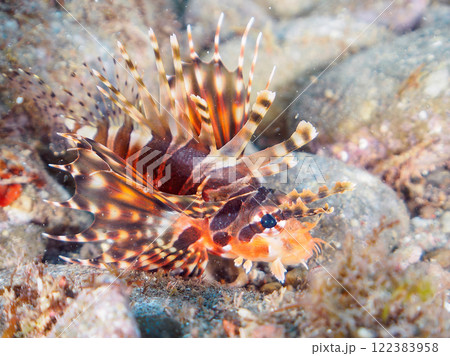 広げた羽根が美しいキリンミノ（フサカサゴ科）。静岡県伊豆半島賀茂郡南伊豆町中木ヒリゾ浜2024年 122383958