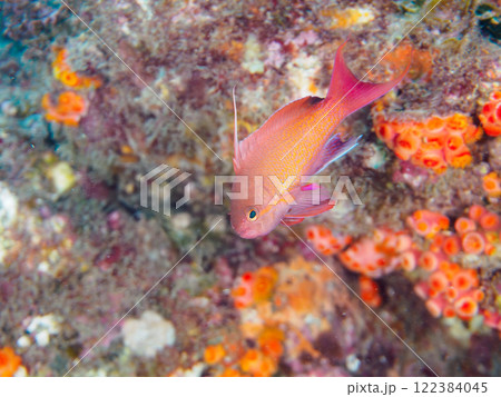 ウミトサカ等のソフトコーラルが群生する岩場に集まる、美しいキンギョハナダイ(ハナダイ亜科)他の群れ。 ウミトサカ等のソフトコーラルが群生する岩場に集まる、美しいキンギョハナダイ(ハナダイ亜科)他の群れ。 122384045