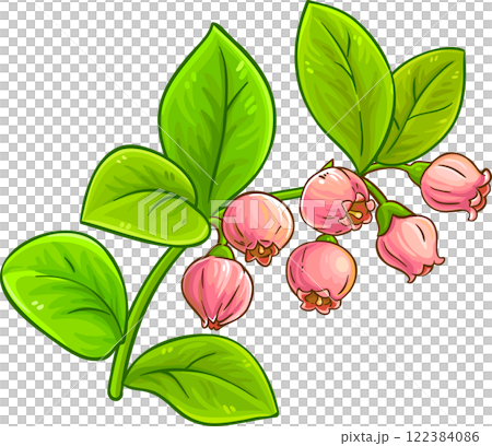 Bilberry Branch with Flowers and Leaves Colored Detailed Illustration Bilberry Branch with Flowers and Leaves Colored Detailed Illustration 122384086