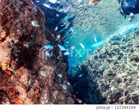 ドロップオフのキンギョハナダイ、キホシスズメダイ、ソラスズメダイ他の群れ 賀茂郡南伊豆町中木ヒリゾ浜 122384104