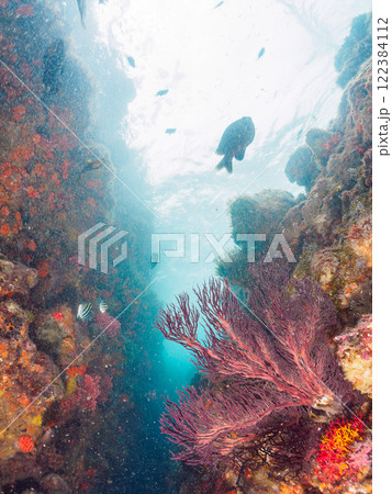 ドロップオフのキンギョハナダイ、キホシスズメダイ、ソラスズメダイ他の群れ 賀茂郡南伊豆町中木ヒリゾ浜 122384112