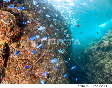 ドロップオフのキンギョハナダイ、キホシスズメダイ、ソラスズメダイ他の群れ 賀茂郡南伊豆町中木ヒリゾ浜 122384118