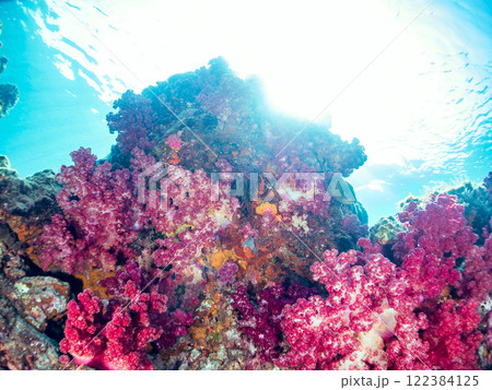 ドロップオフのキンギョハナダイ、キホシスズメダイ、ソラスズメダイ他の群れ 賀茂郡南伊豆町中木ヒリゾ浜 122384125