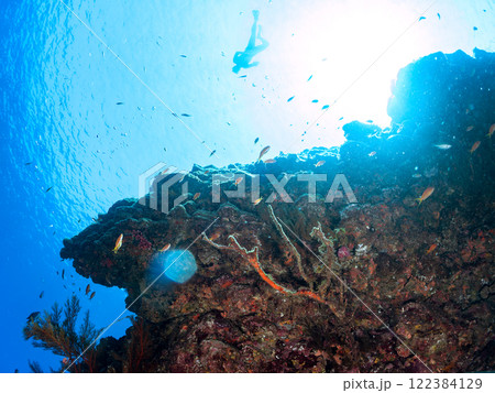 ドロップオフのキンギョハナダイ、キホシスズメダイ、ソラスズメダイ他の群れ 賀茂郡南伊豆町中木ヒリゾ浜 ドロップオフのキンギョハナダイ、キホシスズメダイ、ソラスズメダイ他の群れ 賀茂郡南伊豆町中木ヒリゾ浜 122384129