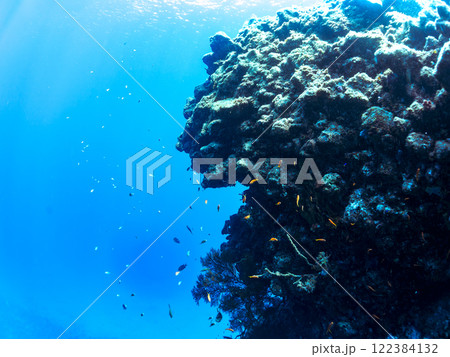 ドロップオフのキンギョハナダイ、キホシスズメダイ、ソラスズメダイ他の群れ 賀茂郡南伊豆町中木ヒリゾ浜 122384132