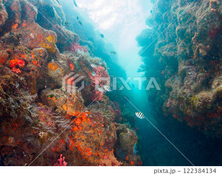 ドロップオフのキンギョハナダイ、キホシスズメダイ、ソラスズメダイ他の群れ 賀茂郡南伊豆町中木ヒリゾ浜 ドロップオフのキンギョハナダイ、キホシスズメダイ、ソラスズメダイ他の群れ 賀茂郡南伊豆町中木ヒリゾ浜 122384134