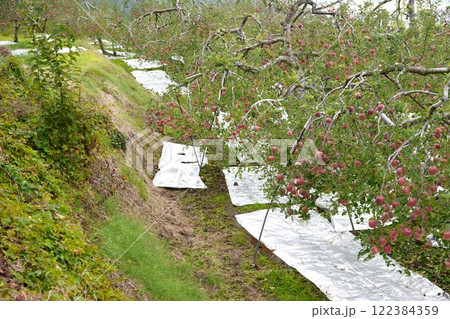 リンゴ畑 122384359