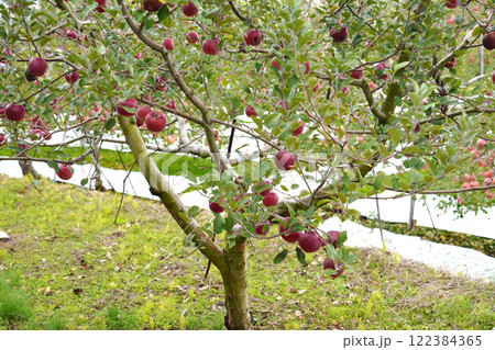 リンゴ畑 122384365