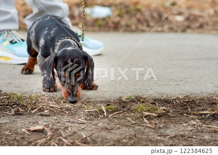 The owner keeps a small marble-colored dachshund puppy on a leash near his feet on a walk in the park. 122384625