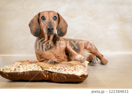 Adorable dachshund puppy lying on soft cushion with floppy ears, looking peaceful and content 122384631