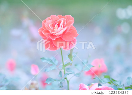 オレンジ色のバラの花 オレンジ色のバラの花 122384885