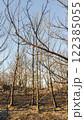 Completely burnt trees after fire in a forest . High quality photo 122385055