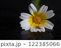 A flower from the daisy family, with white and yellow petals, with a snail perched on it. This herbaceous plant is an annual plant, perfect for macro and still life photography 122385066