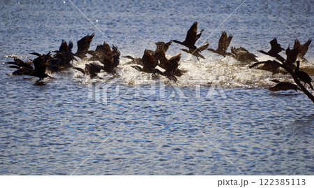 Flock of cormorant birds taking flight from water 122385113