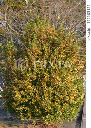 セイヨウヒイラギ、赤い実が綺麗 122385121