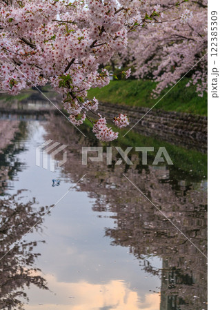 (とやまビューポイント)　富山城　松川べりの桜　4月 122385309