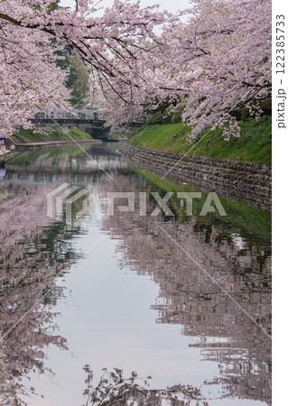 (とやまビューポイント)　富山県富山市　富山城　松川べりの桜　4月 122385733