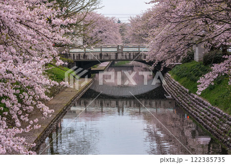 (とやまビューポイント)　富山県富山市　富山城　松川べりの桜　4月 122385735