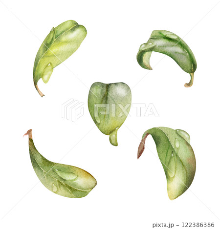 Green leaves of bush tree flower foliage in water dew drops hand drawn in watercolor, cranberry lingonberry boxwood blueberry. Isolated botanical illustration. Wedding, florist, decoupage, cosmetics 122386386