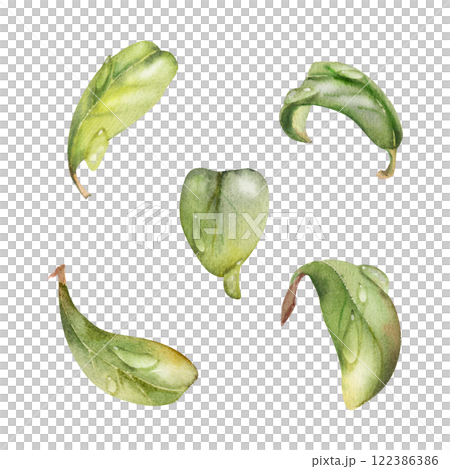 Green leaves of bush tree flower foliage in water dew drops hand drawn in watercolor, cranberry lingonberry boxwood blueberry. Isolated botanical illustration. Wedding, florist, decoupage, cosmetics 122386386