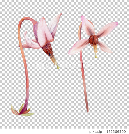 Cranberry pink lily flower bud on long stalk stem, wildflower inflorescence. Botanical illustration hand drawn in watercolor. Isolated single elements. Scrapbooking, wedding, florist shop, decoupage Cranberry pink lily flower bud on long stalk stem, wildflower inflorescence. Botanical illustration hand drawn in watercolor. Isolated single elements. Scrapbooking, wedding, florist shop, decoupage 122386390