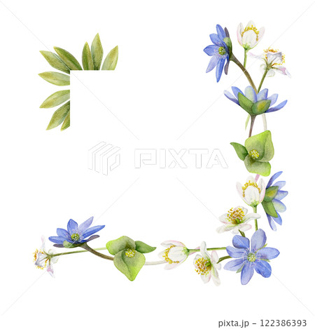 Spring ephemera flowers, blue hepatica forget-me-not flax, white forest anemone primrose bloodroot, grass, hand drawn in watercolor. Border frame illustration, for wedding, florist shop, stationery 122386393