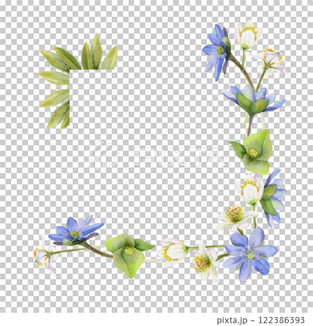 Spring ephemera flowers, blue hepatica forget-me-not flax, white forest anemone primrose bloodroot, grass, hand drawn in watercolor. Border frame illustration, for wedding, florist shop, stationery 122386393