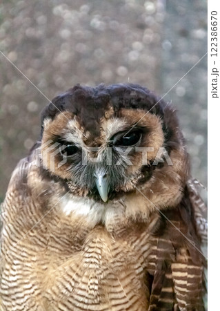 メガネを掛けているようなメガネフクロウ【フクロウ科】 メガネを掛けているようなメガネフクロウ【フクロウ科】 122386670