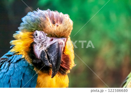 ハルクインコンゴウインコの顔立ち 122386680