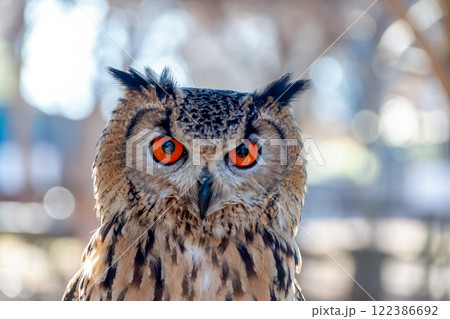 羽角が風で揺れて精悍かつ虹彩が鮮やかなベンガルワシミミズク 122386692