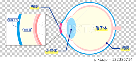 Diagram of the structure of the eyeball (Japanese) (cross-section including the cornea, vitreous body, and retina) 122386714