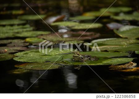 Green frogs resting on Spring large Leaves of lilypads in Serene environment of a pond surrounded by reflections of water and natural foliage. Peaceful atmosphere of freshwater amphibian habitat Green frogs resting on Spring large Leaves of lilypads in Serene environment of a pond surrounded by reflections of water and natural foliage. Peaceful atmosphere of freshwater amphibian habitat 122386858