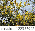アオモジの雄花 122387042