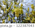 アオモジの雄花 122387043