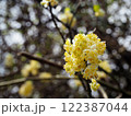 アオモジの雄花 122387044