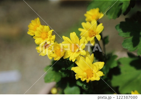 ガーデニング　菊の花、 122387080