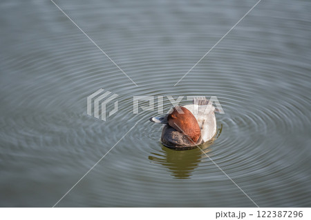 堀を漂うホシハジロ（オス）　大阪城外堀 122387296