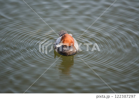 堀を漂うホシハジロ（オス）　大阪城外堀 122387297
