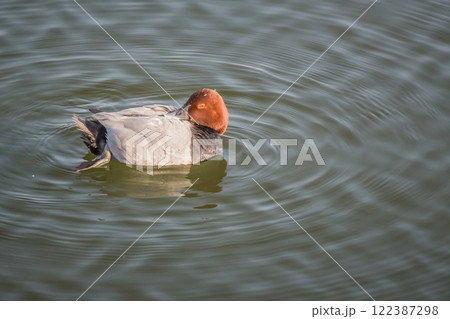 堀を漂うホシハジロ(オス) 大阪城外堀 堀を漂うホシハジロ(オス) 大阪城外堀 122387298