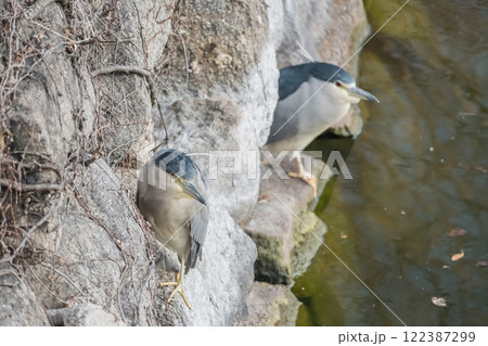 大阪城外堀の石垣に止まるゴイサギ　 122387299