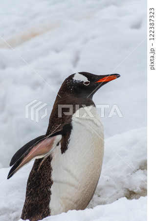 Gentoo colony at Danco Island Gentoo colony at Danco Island 122387323