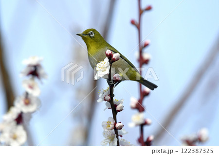 満開の白梅にメジロ （春イメージ） 122387325