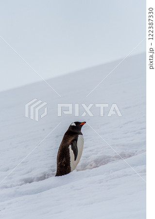 Gentoo colony at Danco Island 122387330