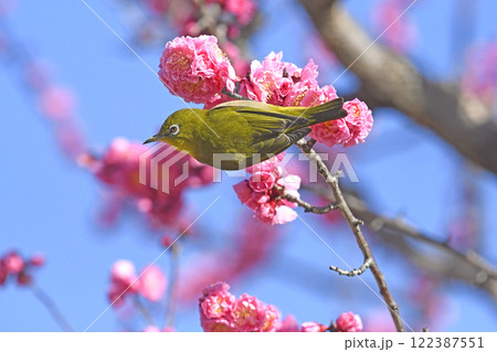 満開の紅梅にメジロさん ( 躍動イメージ )( 小春日和イメージ ) 満開の紅梅にメジロさん ( 躍動イメージ )( 小春日和イメージ ) 122387551