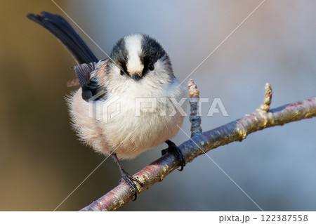 膨羽するエナガ 122387558