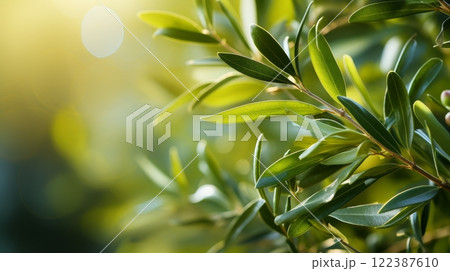 Close-up shot of young olive tree with vibrant green leaves on blurred background 122387610