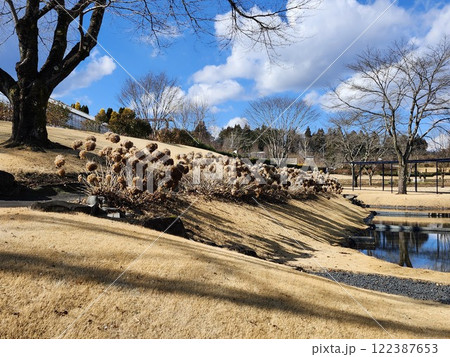 冬の庭園イメージ　立ち枯れたアジサイと澄んだ空 122387653