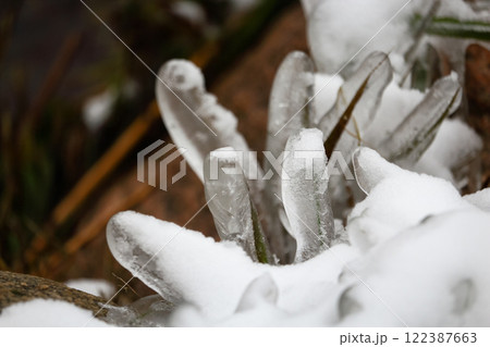 Ice covered green grass with snow near dark reeds on a lake bank in freezing cold winter Ice covered green grass with snow near dark reeds on a lake bank in freezing cold winter 122387663