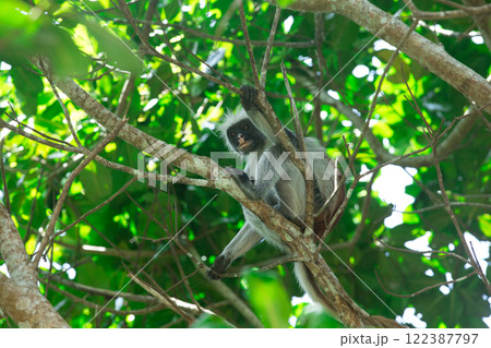 Red colobus Piliocolobus kirki monkey on the deposed wood , Jozani forest, Zanzibar, Tanzania 122387797
